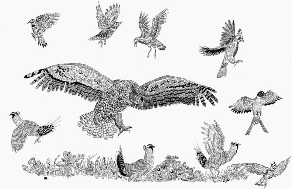 dusan krtolica crtez