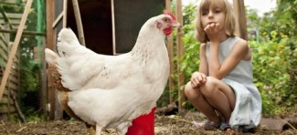 Koke su u modi: škole iznajmljuju kokoške kao “nastavno sredstvo”