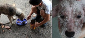 Devetogodišnji dečak osnovao azil za napuštene pse
