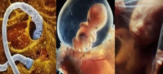 Ovako nastaje beba: Neverovatne fotografije samog začeća