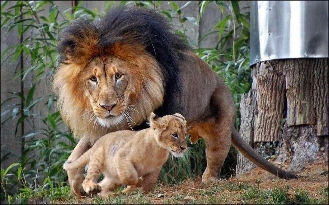 lavovi roditeljstvo