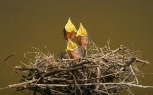 baby-birds-in-the-nest_1920x1200_75946