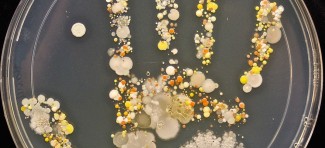 Ovo su mikrobi koji žive na dlanu jednog osmogodišnjaka