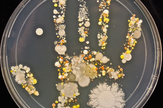 Ovo su mikrobi koji žive na dlanu jednog osmogodišnjaka