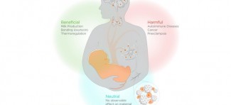 Mikrohimerizam: ćelije fetusa i koriste i škode majčinom zdravlju