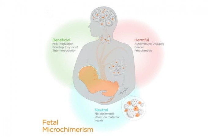 Mikrohimerizam: ćelije fetusa i koriste i škode majčinom zdravlju