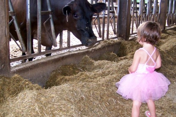 Kada gradsko dete vidi kravu
