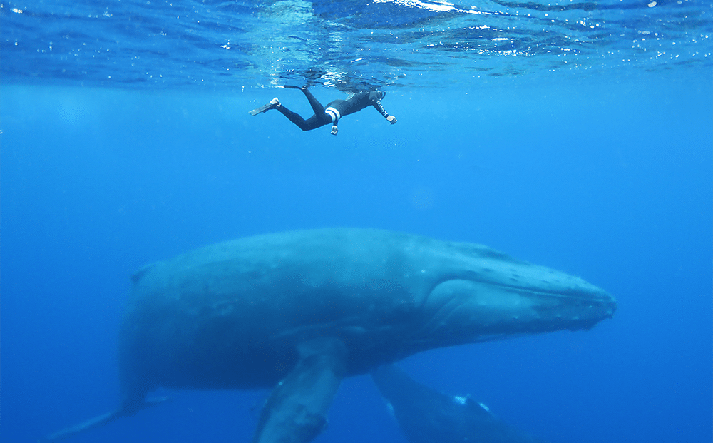 ronjenje sa kitovima