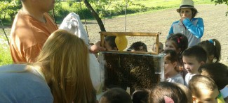 Kroz posete košnicama, mališani vrtića “Poletarac” uče kako pčele prave med