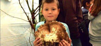 Upoznajte gljive na prolećnoj izložbi u nedelju na Kalemegdanu