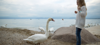 Upozorenje Beograđanima: Ne hranite labudove zbog opasnosti od ptičjeg gripa