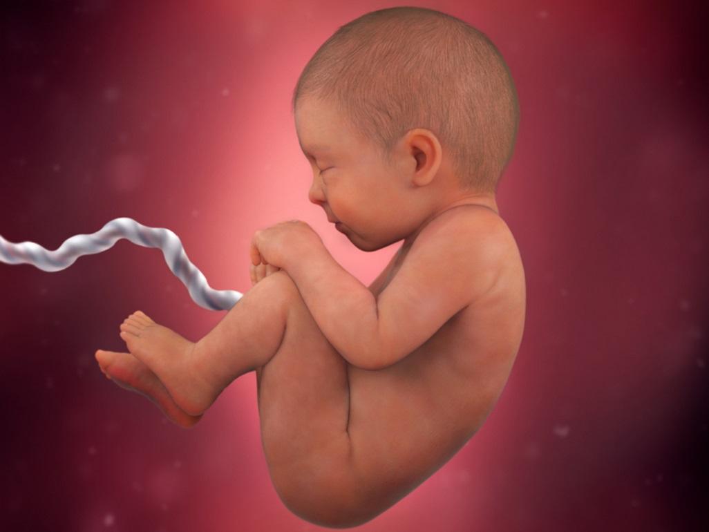 prenatalno ucenje