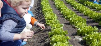 Iceberg Salat Centar pokrenuo projekat “Mali poljoprivrednici”
