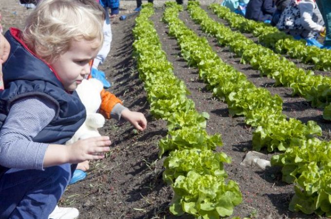 Iceberg Salat Centar pokrenuo projekat “Mali poljoprivrednici”