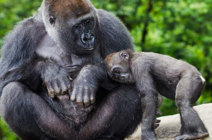 Roditeljske lekcije koje možemo pozajmiti od divljih životinja