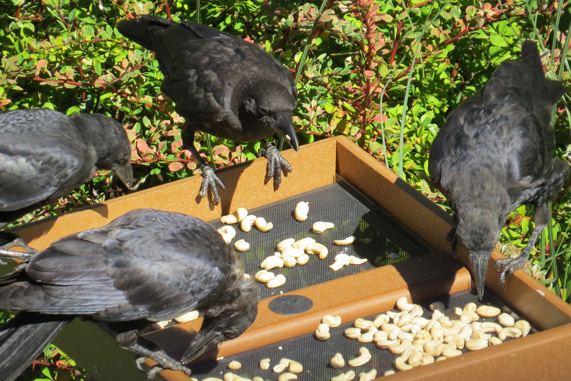 vrane na hranilici
