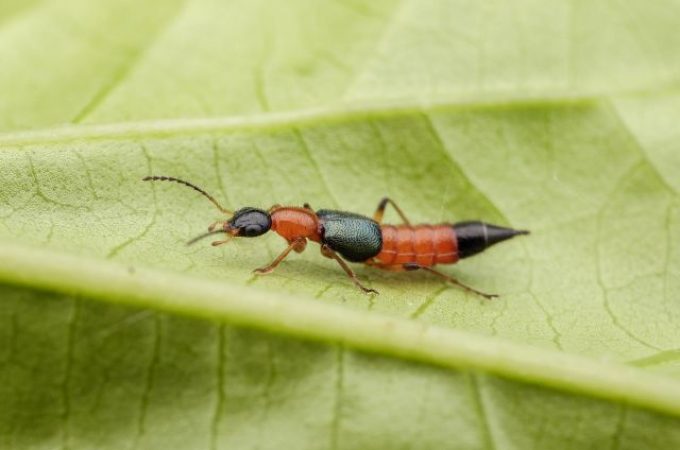 U Srbiji najezda insekta koji izaziva opekotine