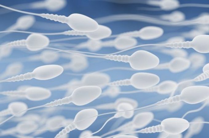Drastičan pad koncentracije spermatozoida u poslednjih 50 godina