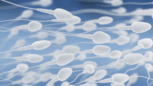 spermatozoidi