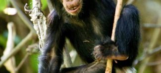 Devojčice šimpanze takođe vole da se igraju “lutkama”