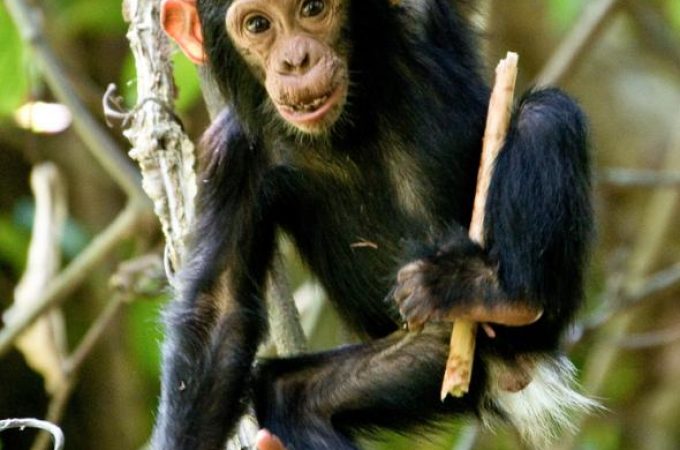Devojčice šimpanze takođe vole da se igraju “lutkama”