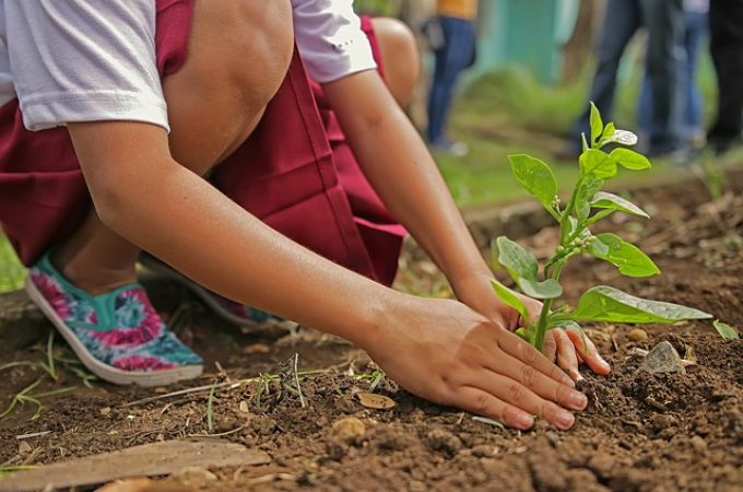 Novi zakon na Filipinima: Učenici ne mogu da završe školu ako ne posade bar 10 stabala