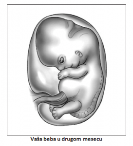 drugi mesec trudnoće beba u drugom mesecu