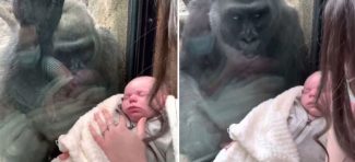 Majčinstvo spaja vrste: Dirljiv susret jedne mame i ženke gorile u zoološkom vrtu