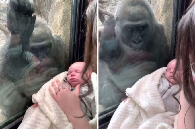 Majčinstvo spaja vrste: Dirljiv susret jedne mame i ženke gorile u zoološkom vrtu