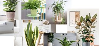 Biljke koje prečišćavaju vazduh u kući: 7 najmoćnijih