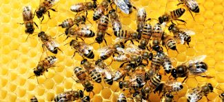 Zbog čega se med ne kvari – složen proces vrednih pčela