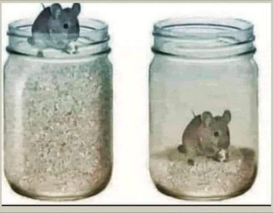 eksperiment sa mišem