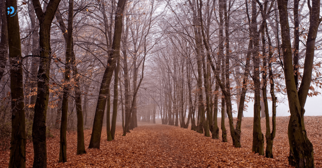 novembar